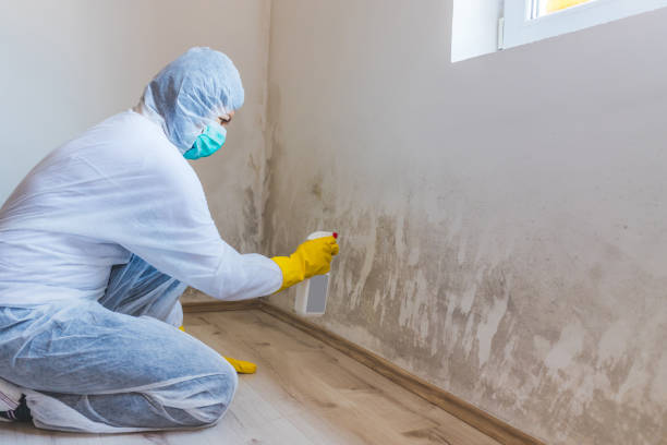 Licensed Attic Mold Remediation service in Richland, GA - Car Mold Remediation